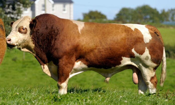 92 heifers and 45 bulls catalogued for the Irish Simmental Cattle Society’s premier show at Roscommon Mart on Saturday (October 22nd, 2022).