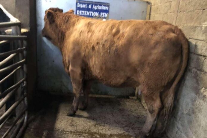 Heifers to €2,200 and dry cows to €2,100 at Dowra