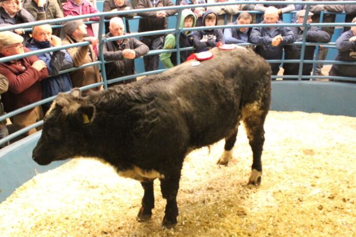 Farming news: Report (with prices) from cattle sale of cull cows, heifers, bullocks and weanlings held at Kanturk Mart on 08-11-2022.