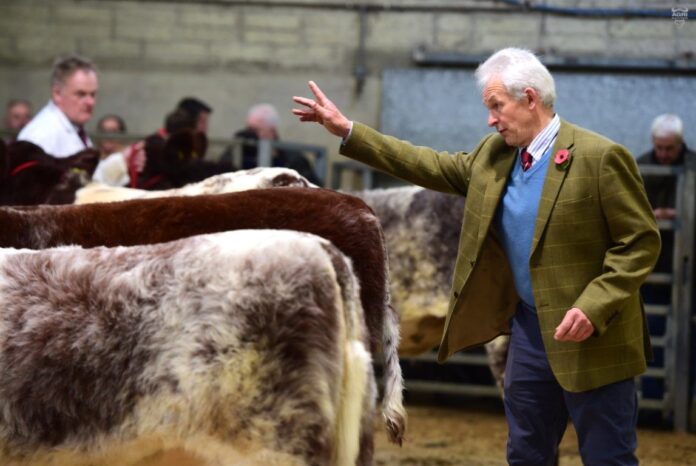 Judge Stuart Currie In Action At The Ni Beef Shorthorn Club's Calf Show Held At Dungannon Mart (1)