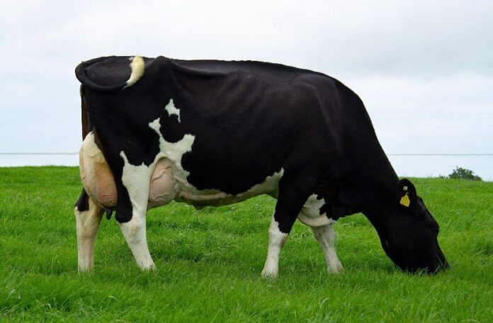 The No.1 EBI Bull on the ICBF January 2023 run is NCBC`s FR6547 (IG) STAMULLEN LUNASA SRM with an EBI of €387!