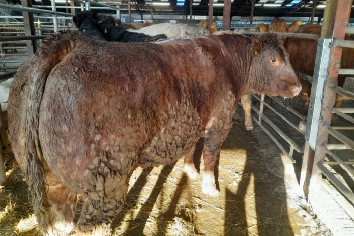 Prices and photos from Ballymote Mart’s special dry cow sale on Thursday, January 19th, 2023.