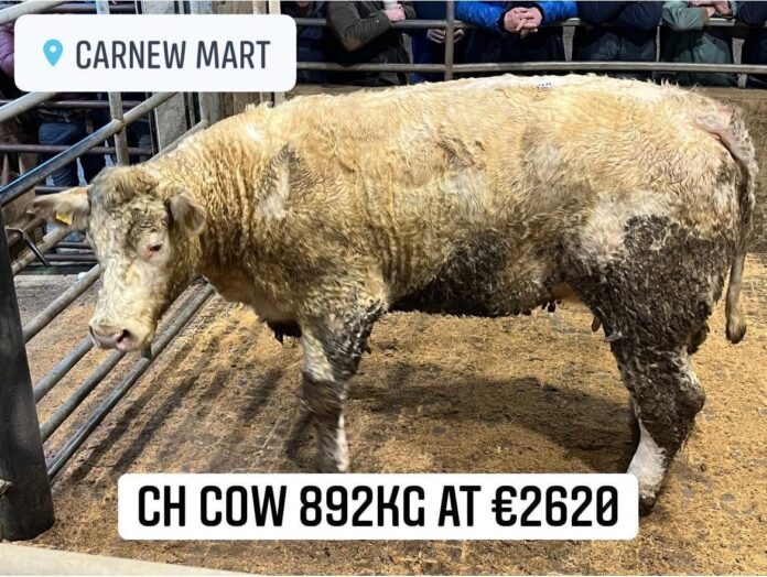 Carnew Mart – Cattle Prices – 14-01-2023 According to David Quinn, heavy and beef cattle were up by €20-€30/head at Carnew Mart on Saturday, January 14th, 2023. The mart manager reported that a “very large” entry – circa 1,250 lots - came under the hammer at its most recent cattle sale. He remarked that cull cows sold to €2,620, while bullocks peaked at €2,510 and heifers soared to €2,110. Carnew Mart 14-01-2023 Cull cows: • Heavy continental cows - €1750-€2620; • Continental store cows - €1150-€1900; • Heavy FR cows - €1420-€1910; • Store FR cows - €620-€1220. Prices • CH - 892kg at €2620; • LM - 850kg at €2440; • LM - 862kg at €2390; • LM - 876kg at €2220; • LM - 766kg at €2040. Bullocks: • Continental beef/forward €1650-€2510; • Continental store €970-€1710; • Heavy AA/HE - €1450-€2180; • Store AA/HE - €850-€1530; • Light FR - €580-€1110; • Heavy FR - €1250-€1840. • CHX - 836kg at €2510; • LM - 772kg at €2460; • LMX - 782kg at €2420; • CHX - 692kg at €2260; • 3 AA - 545kg at €1450; • 6 FR - 545kg at €1210. Heifers • Continental beef/forward - €1650-€2110; • Continental stores - €850-€1710; • Heavy AA/HE- €1250-€1680; • Store AA/HE - €680-€1310. Prices: • CHX - 708kg at €2110; • CHX - 700kg at €2030; • LM - 684kg at €1970; • 7 AA - 633kg at €1690; • 4 HEX - 497kg at €1340. Bull prices: • 3 BAX - 388kg at €1090; • 1 PT - 320 at €850. Suckler prices: • In-calf sucklers - €950- €2220 • Cows with calves at foot - €1420- €2340 Opening sale of 2023 According to David Quinn, some 750 cattle and 100 calves crossed the scales at Carnew Mart’s opening cattle sale of 2023 on Saturday, January 7th. According to the mart manager, an “excellent” trade prevailed for all classes and prices were up by €50/€70/head on pre-Christmas levels. Prices reached €2,400 in the bullock ring, €2,180 in the heifer category, €2,380 in the cull cow ring and bulls soared to €1,600. Read more on this mart report. Sale days: • Thursday Ring 1– Sheep sale commencing at 10:00am ringside and online. • Friday Ring 1– Dry cows commencing at 4.00pm – depending on time of year • Saturday Ring 1– Dry cows commencing at 9.30am. Other categories commencing at 10.30am ringside and online. • Saturday Ring 2– Calf sale commencing at 11.00am ringside and online Mart day information: • Cattle may be pre-entered by contacting the office on the week prior to sale day or you can enter by using the mart’s online entry system on its website. • Cattle taken in from 7.00am • Calf collection service available • If you have any queries, contact the office: 34 Main Street, Carnew, Co. Wicklow: Tel: 053 94 26234 or Mob: 087 7469999 • View other mart reports To feature your reports, contact Catherina Cunnane, email – catherina@thatsfarming.com