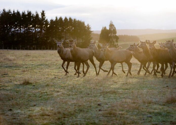 From luscious desserts to high-end nutraceuticals, deer milk is helping New Zealand venison farmers squeeze a premium from their herds.