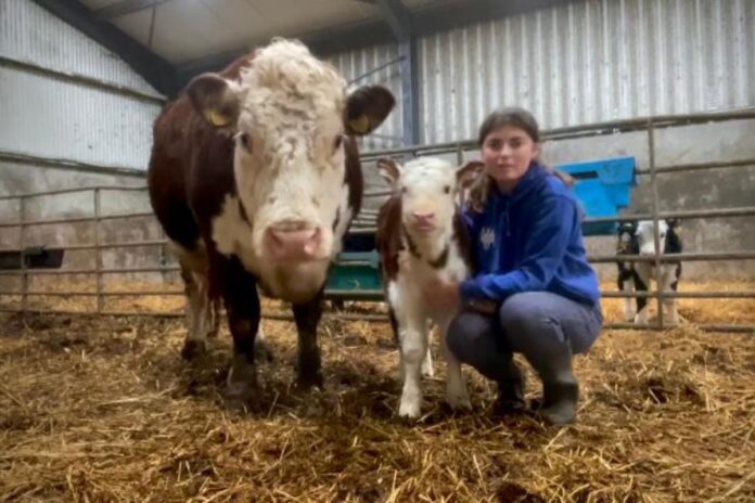 That’s Farming editor, Catherina Cunnane, in conversation with vet student, 20-year-old Meadbh Tyrrell in this week’s Student Focus segment.