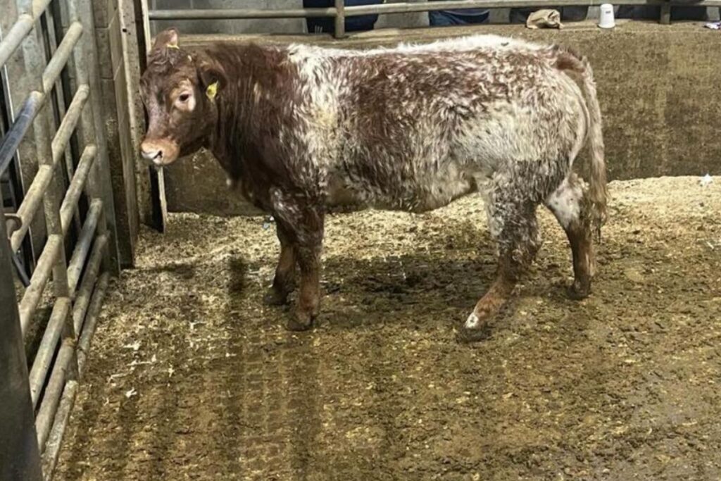 Farming news today - Report (with prices) from annual fatstock show and sale of heifers at Carnew Mart on 04-02-2023 - David Quinn