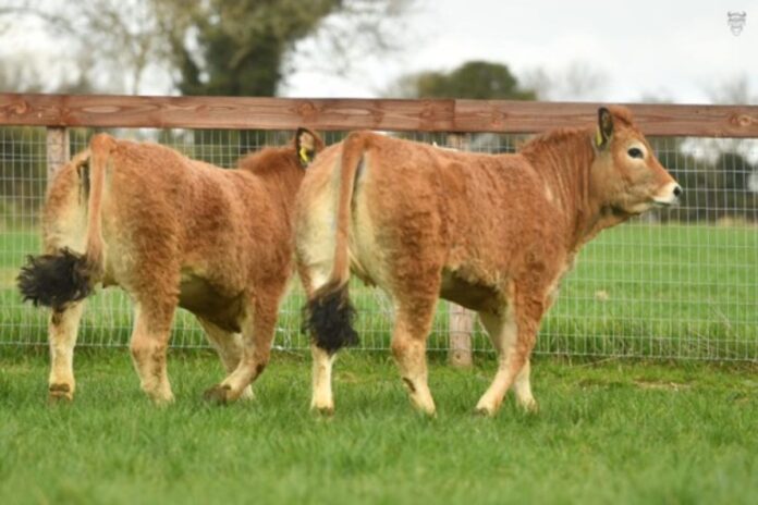 11 females and 6 males from the multi-prize-winning Wicklow-based Glenford Pedigree Livestock Herd will come under the hammer in a virtual timed production sale later this month.
