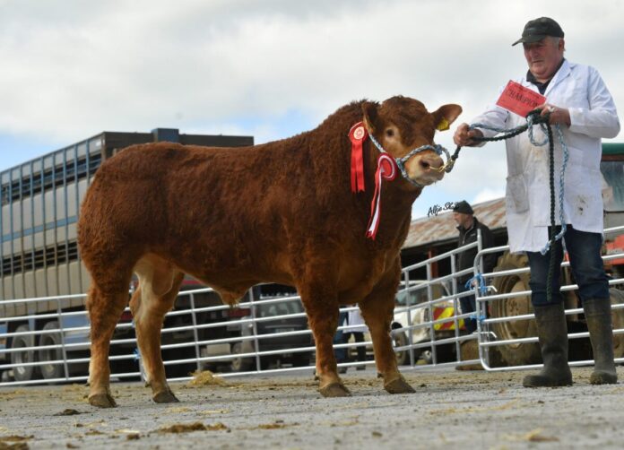 €9,100 Drumline S 1185 – bred by James Hannon, Bunratty, Co Clare – swept the boards at the Irish Limousin Cattle Society sale in March 2023.