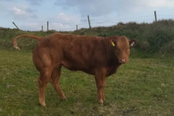 Farming news - Report (with prices) from cattle sale of weanling bulls and weanling heifers at Balla Mart, County Mayo, on 25-04-2023.