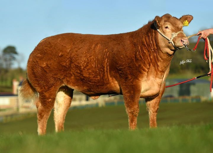 The £23,000 Tiny Dancer heifer swept the boards when she came under the hammer at the Jalex Select Sale 1 on Saturday, April 29th, 2023, writes farming journalist, Catherina Cunnane.
