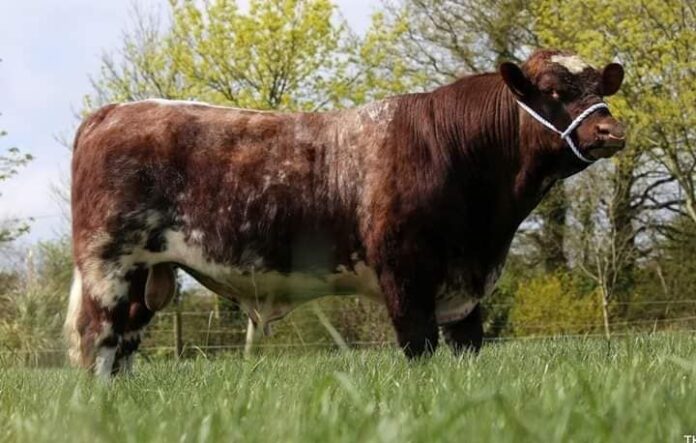 Farming/agriculture news - The Irish Shorthorn Society in Ireland has, in recent days, launched its 2023 initiative, Breed a Roan Scheme.