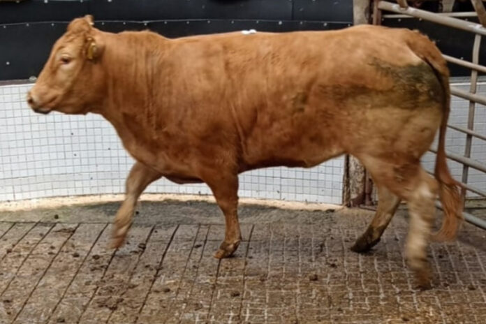 According to Teresa Gibsey, assistant manager at Aurivo Ballinrobe Mart, prices ranged from €40 to €2,820 at its general cattle sale on Wednesday, May 10th, 2023, writes farming journalist, Catherina Cunnane.