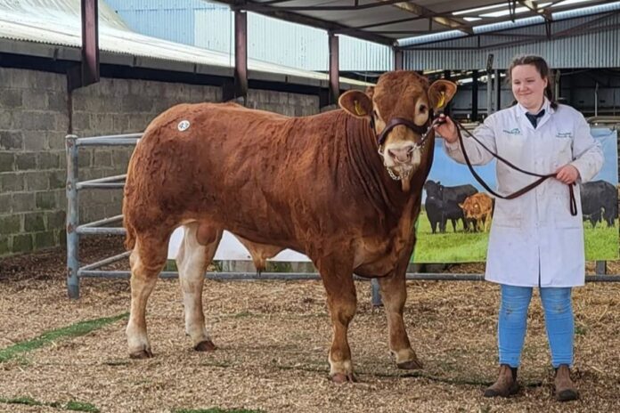 The €6,000 Buckfield Tyrone, a March-2022-born bull by S3394, Hirohito, was one of the highest-selling contenders at Roscommon Mart.
