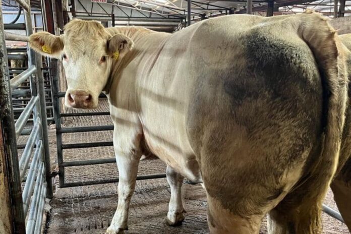 According to a spokesperson for Dowra Mart, under 300 cattle changed hands at its most recent cattle sale on Saturday, June 24th, 2023, writes farming journalist, Catherina Cunnane.