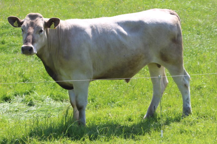 A 24-month-old Charolais-cross bullock is set to come under the hammer at Kanturk Mart in aid of Marymount Hospice, on June 20th, 2023.