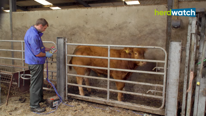 Herdwatch simplifies the recording of weights for calves and cows within the SCEP scheme.