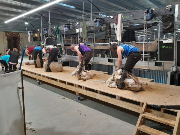 Perkinz, a New Zealand farming brand, has just released their new shearing system (The ShearMaster) that not only makes a tough job easier, but faster.