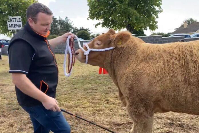 Cattle exhibitors gathered from within the county, Galway, Roscommon, Limerick, Donegal, and Meath with their entries to compete for hotly contested titles and prize money at the 103rd Claremorris Agricultural Show in Mayo on Sunday, August 6th, 2023.
