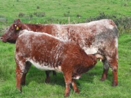 A SAX cow with her Limousin-cross heifer calf have sold for what could be a new centre record price for a suckler pair at Balla Mart Mayo.