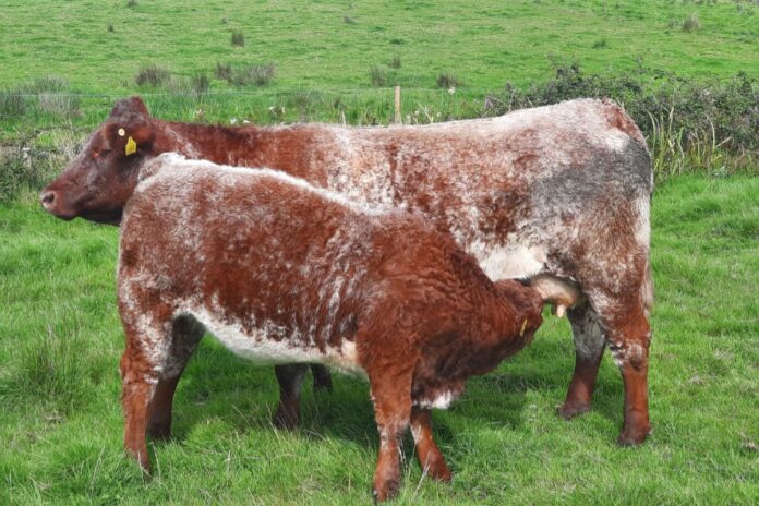 A SAX cow with her Limousin-cross heifer calf have sold for what could be a new centre record price for a suckler pair at Balla Mart Mayo.