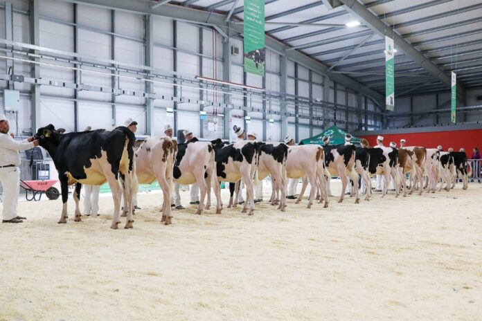 Almost 200 Holstein calves and young handlers took to the show ring on Friday, August 25th, 2023, to compete in the 20th AHV Multibreed Calf Show, writes club coordinator, Andrew Patton.