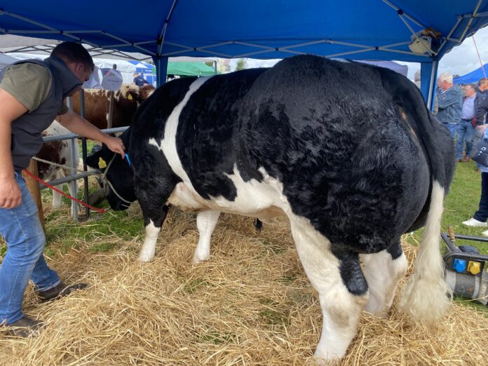 Some livestock clips from Tullamore Show 2023 (more to follow)