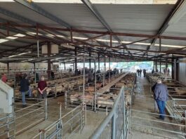 According to Teresa Gibsey, sheep numbers reached the 1,100 mark at Aurivo Ballinrobe Mart, Co Mayo, on Thursday, August 3rd, 2023.