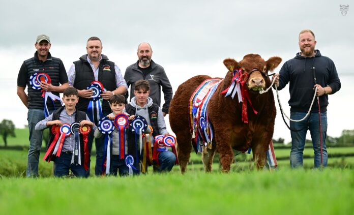 Limousin bull, Jalex Transform, smashed all NI records after selling for a whopping £35,000, in a two-way split to Johnson and Lynn.