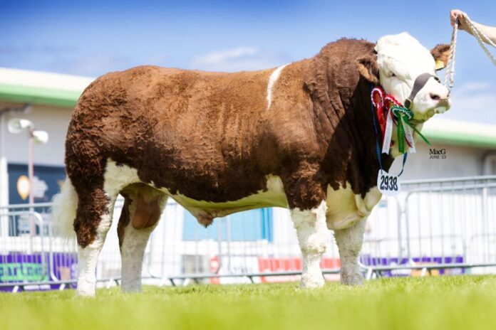 A January-2022-born Simmental bull has changed hands for £32,000,the second-highest price paid for a male of the breed in the UK.