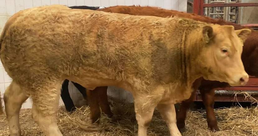 Headlining the sale was a 02-01-2023-born Elite Icecream daughter, out of a Fiston-sired dam, which crossed the scales at 465kgs, equating to €5.59/kg.