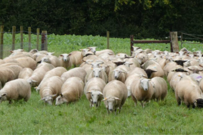 News - Tefrom sheep are a composite sheep developed in New Zealand in the late 1980s that were developed to improve the Romney.