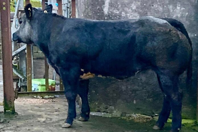 A Belgian Blue-cross heifer skyrocketed to a top call of €3,500 at Aurivo Balla Mart’s opening weanling show and sale on Tuesday, September 5th, 2023.